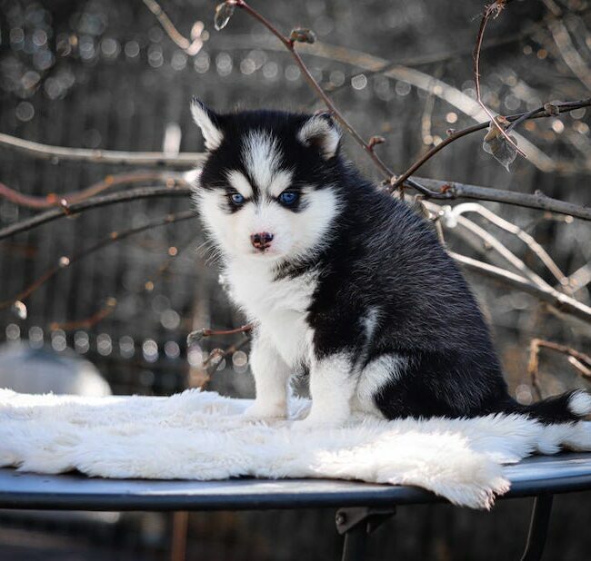 bounty des gardiens du vencedor4