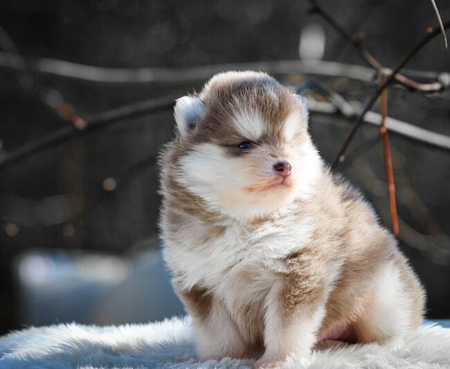 bowie des gardiens du vencedor1