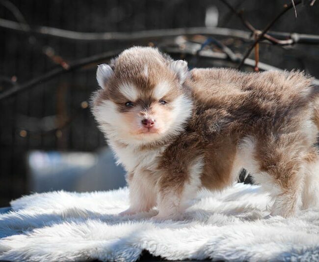 bowie des gardiens du vencedor2