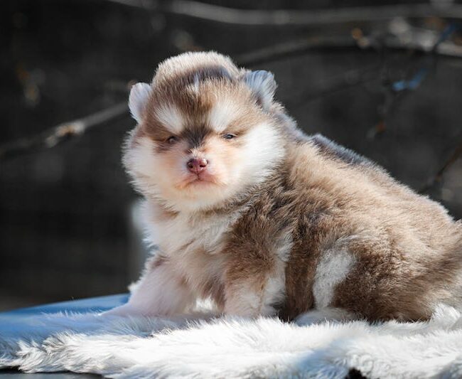 bowie des gardiens du vencedor3