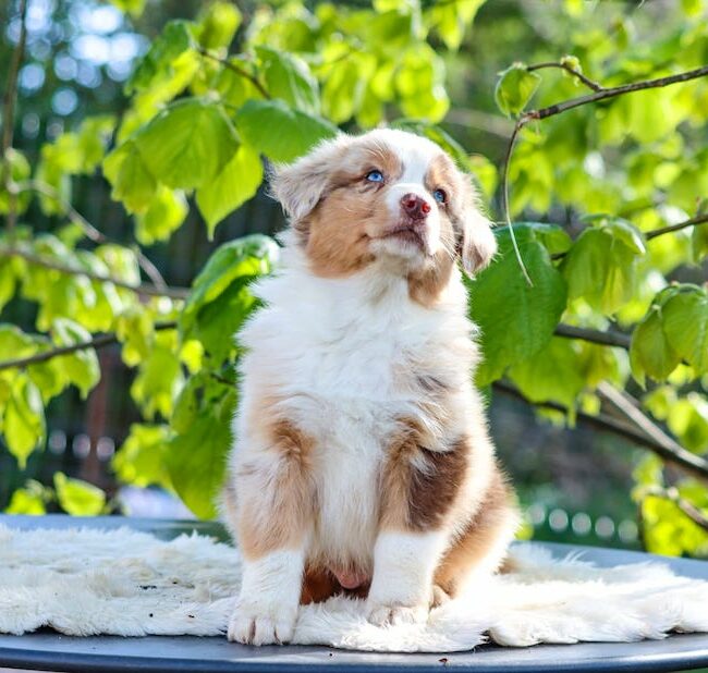 bailey des gardiens du vencedor2