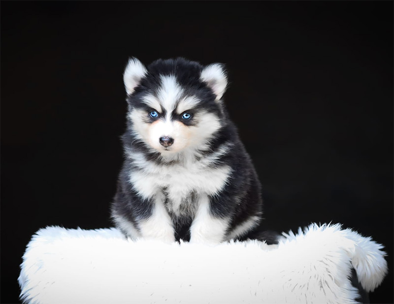 balinea2_chiot-pomsky-les-gardiens-du-vencedor