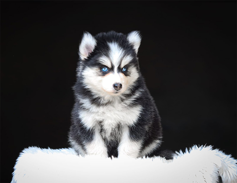 balinea3_chiot-pomsky-les-gardiens-du-vencedor