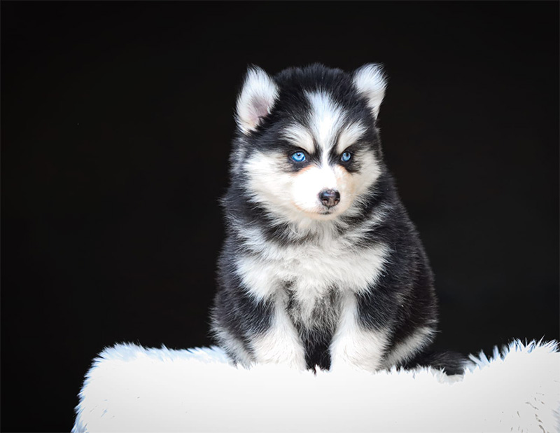 balinea_chiot-pomsky-les-gardiens-du-vencedor