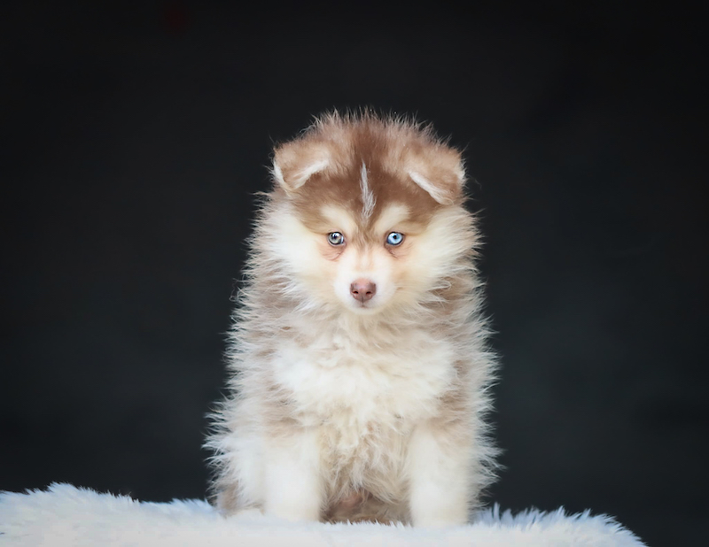 bao-chiot male pomsky-des-gardiens-du-vencedor1