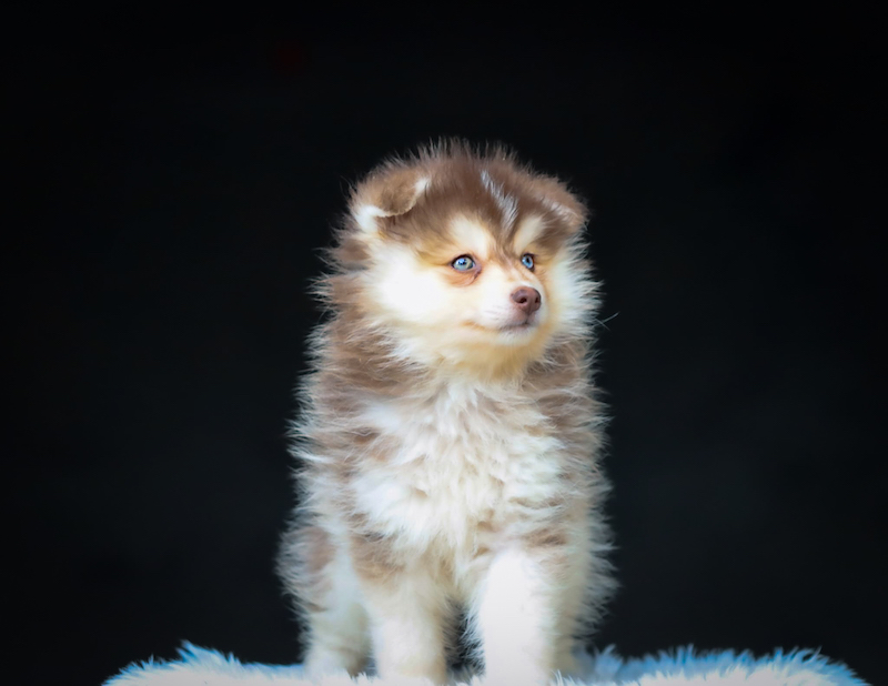 bao-chiot male pomsky-des-gardiens-du-vencedor2