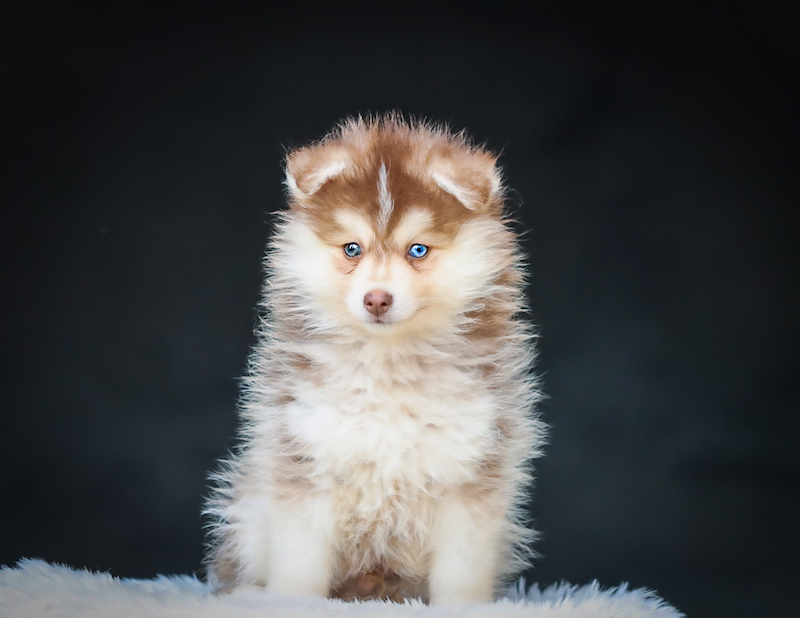 bao-chiot male pomsky-des-gardiens-du-vencedor3