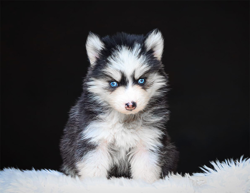 baona2_chiot-pomsky-les-gardiens-du-vencedor