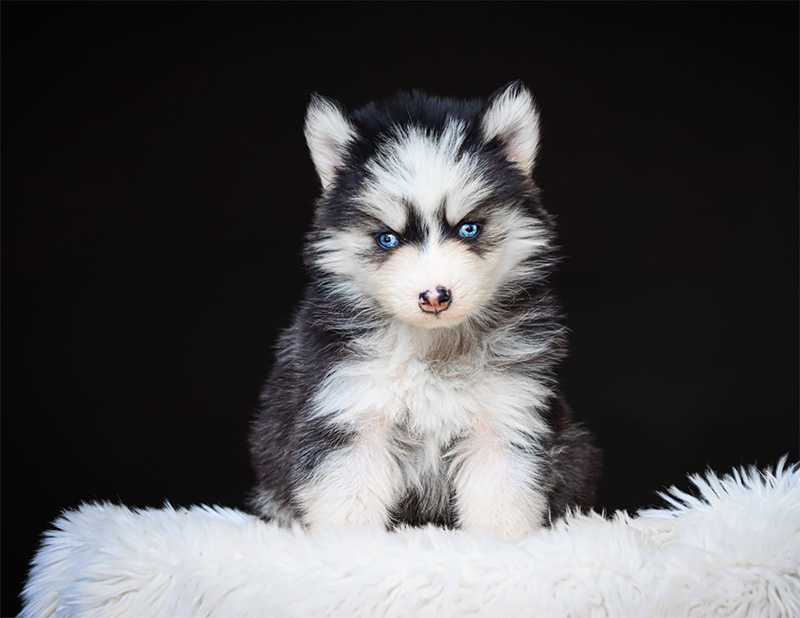 baona3_chiot-pomsky-les-gardiens-du-vencedor