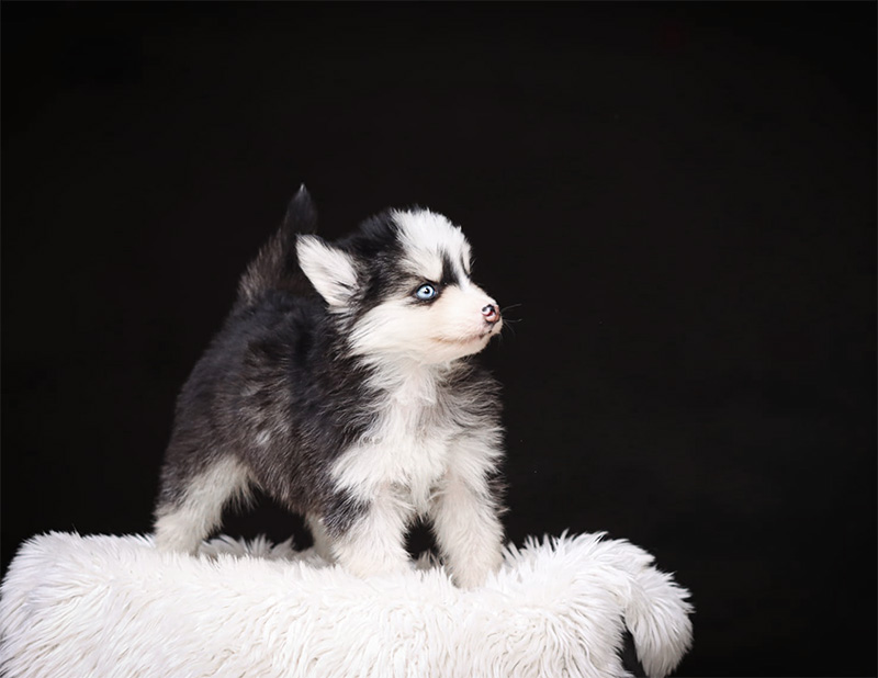 baona_chiot-pomsky-les-gardiens-du-vencedor