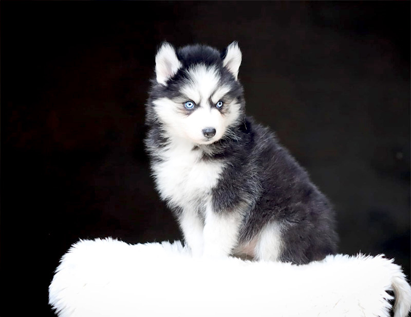 batchata2_chiot-pomsky-les-gardiens-du-vencedor