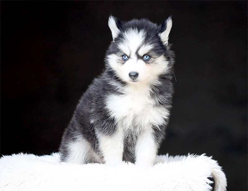 batchata3_chiot-pomsky-les-gardiens-du-vencedor