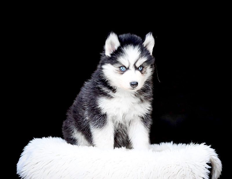 batchata_chiot-pomsky-les-gardiens-du-vencedor