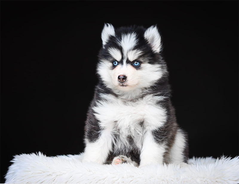 baxter2_chiot-pomsky-les-gardiens-du-vencedor