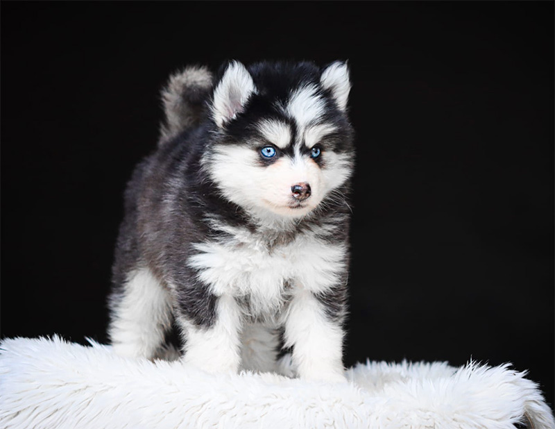 baxter3_chiot-pomsky-les-gardiens-du-vencedor