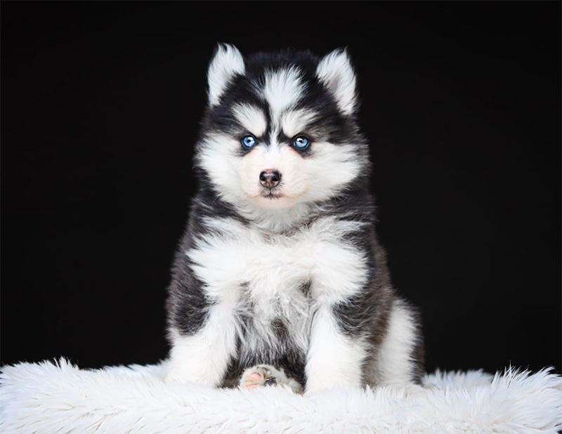 baxter_chiot-pomsky-les-gardiens-du-vencedor