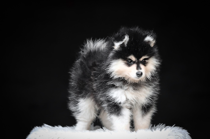 bingo-chiot male pomsky-des-gardiens-du-vencedor11