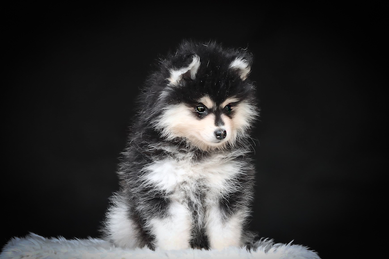 bingo-chiot male pomsky-des-gardiens-du-vencedor12