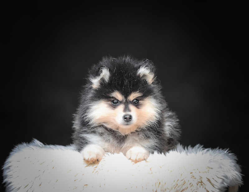 Chiot Pomsky disponible