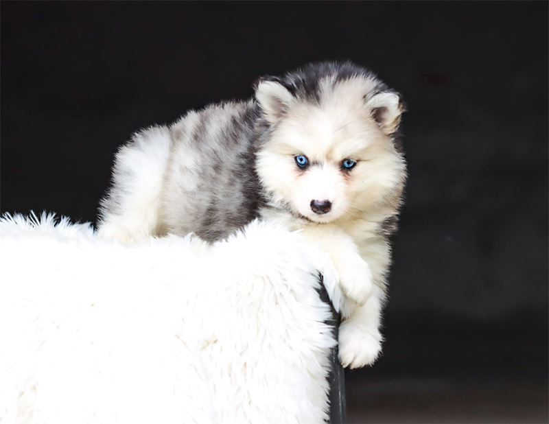 bora bora2_chiot-pomsky-les-gardiens-du-vencedor