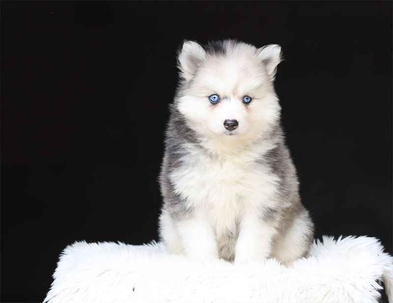 bora bora3_chiot-pomsky-les-gardiens-du-vencedor