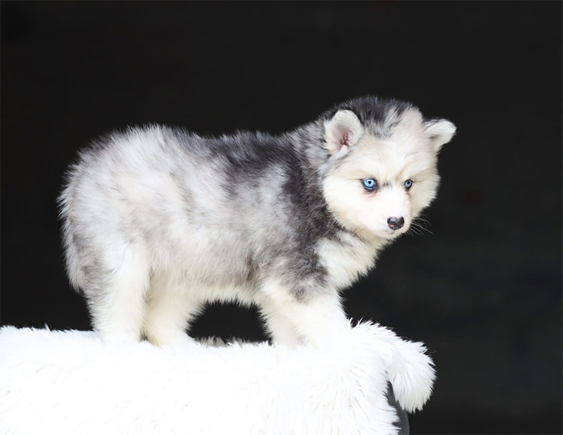 bora bora_chiot-pomsky-les-gardiens-du-vencedor