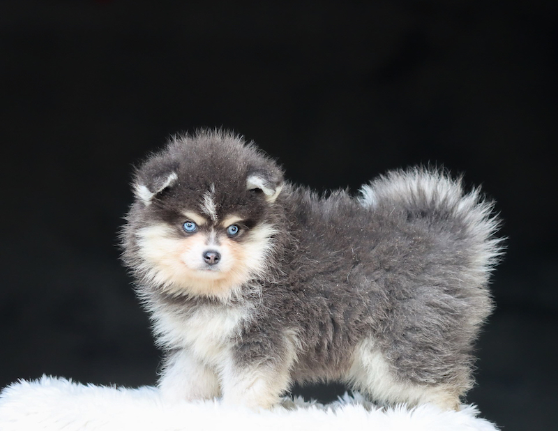 borneo-chiot male pomsky-des-gardiens-du-vencedor11