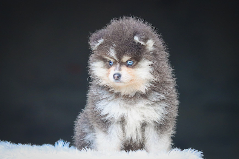 borneo-chiot male pomsky-des-gardiens-du-vencedor12