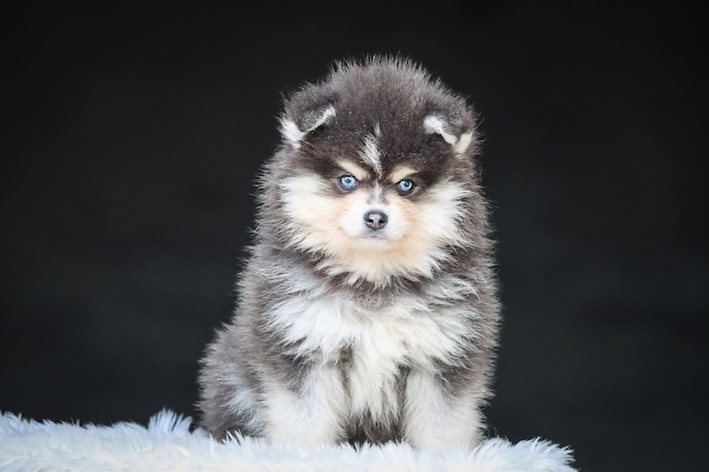 borneo-chiot male pomsky-des-gardiens-du-vencedor13