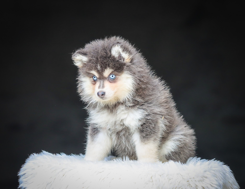 bosco-chiot male pomsky-des-gardiens-du-vencedor1