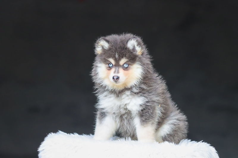bosco-chiot male pomsky-des-gardiens-du-vencedor2