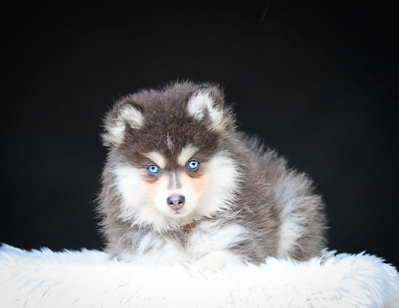 bosco-chiot male pomsky-des-gardiens-du-vencedor3