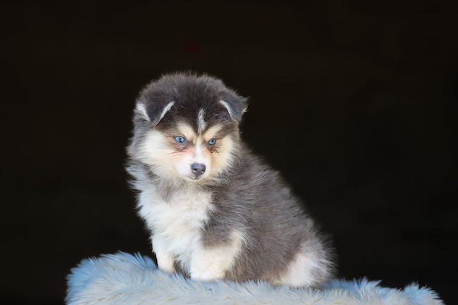 Silver, chiot Pomsky aux couleurs rares - Les Gardiens du Vencedor